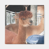 Aimant Alpaca (Devant)