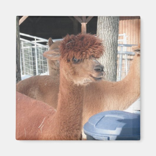 Aimant Alpaca (Devant)