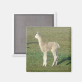 Aimant Alpaca (Recto/Verso)