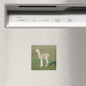 Aimant Alpaca (In Situ (Lave-vaisselle))