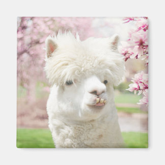 Aimant Alpaca blanc