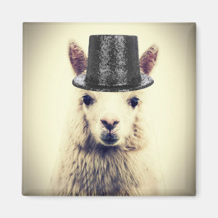 Aimant Alpaca dans un Tophat