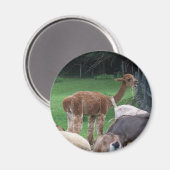 aimant alpaga (Recto/Verso)