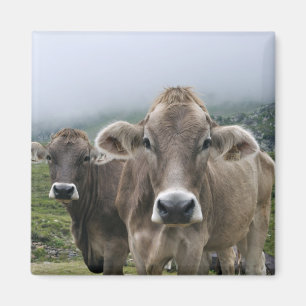 Aimant alpin de vaches