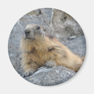 Aimant Alpine marmot on the roch