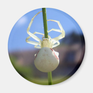 Aimant Amande d'araignée de crabe blanc