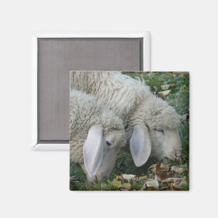 Aimant Amande de mouton alpin