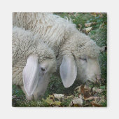 Aimant Amande de mouton alpin (Devant)