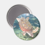 Aimant Amande de tortue (Recto/Verso)