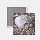 Aimant Amande de tortue (Recto/Verso)