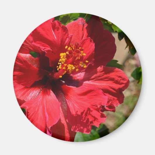 Aimant Amande d'hibiscus rouge (Devant)