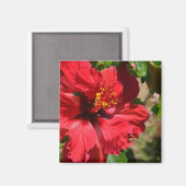 Aimant Amande d'hibiscus rouge (Recto/Verso)