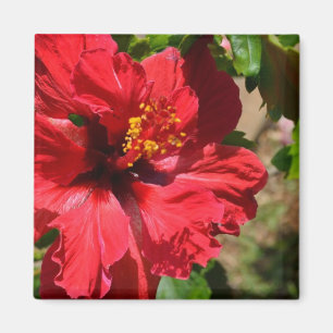 Aimant Amande d'hibiscus rouge
