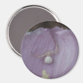 Aimant Amande d'orbe blanche (Recto/Verso)