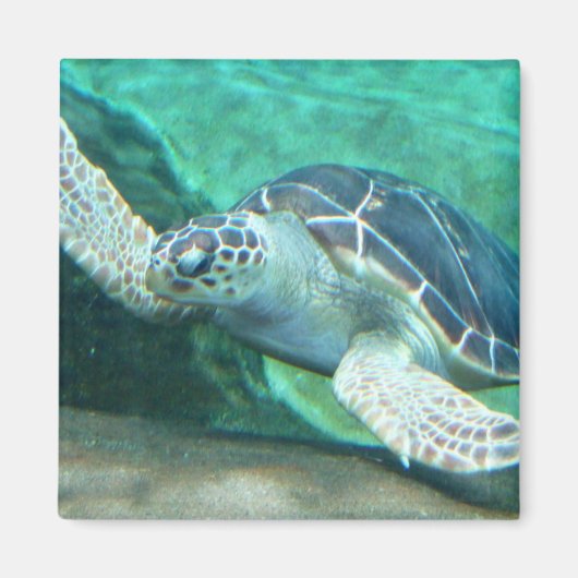 Aimant Amande verte à tortue de mer (Devant)
