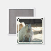 Aimant Amant Funny Capybara (Recto/Verso)