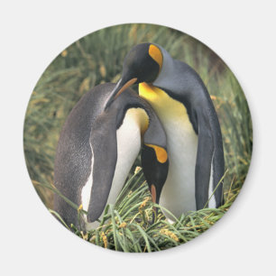 Aimant Amants de pingouins de roi