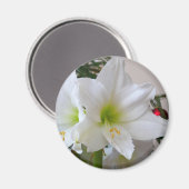 Aimant Amaryllis blanc et sapin de Noël (Recto/Verso)