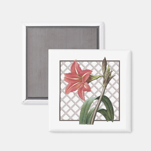 AIMANT AMARYLLIS BRÉSILIENS (Recto/Verso)