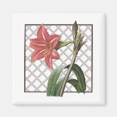 AIMANT AMARYLLIS BRÉSILIENS (Devant)