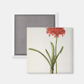 Aimant Amaryllis Curvifolia, 1809, de `Les (Recto/Verso)