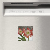 Aimant Amaryllis en Fête Rouge Neige Hiver Floral (In Situ (Lave-vaisselle))