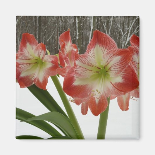 Aimant Amaryllis en Fête Rouge Neige Hiver Floral (Devant)