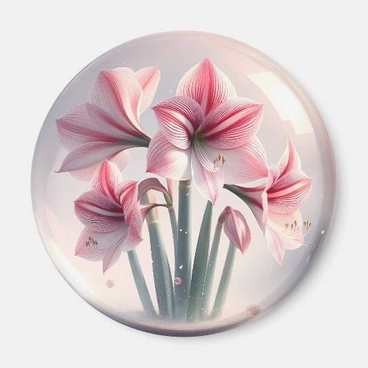 Aimant Amaryllis Fleurs blanches roses (Devant)