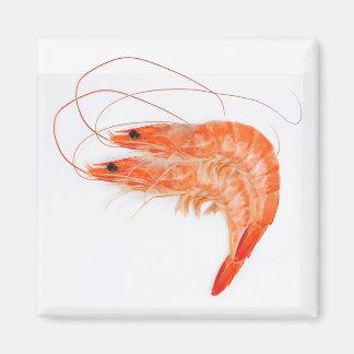 Aimant Amateurs de crevettes