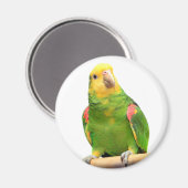 Aimant Amazone jaune (Recto/Verso)