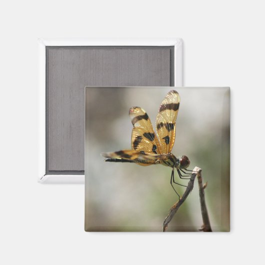 Aimant Amber Wings (Recto/Verso)