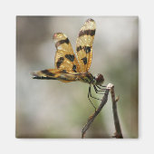 Aimant Amber Wings (Devant)