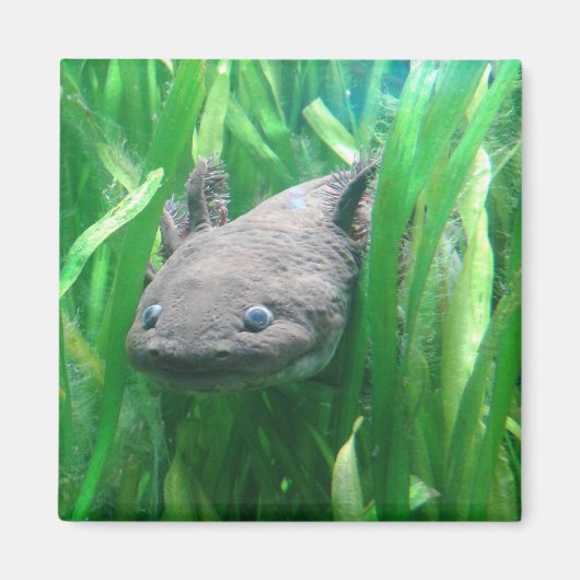 Aimant Ambystoma andersoni (Devant)