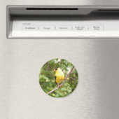 Aimant Américain Goldfinch (In Situ (Lave-vaisselle))