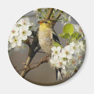 Aimant Américain Goldfinch