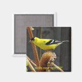 Aimant Américain Goldfinch (Recto/Verso)