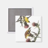 Aimant Américain Goldfinch (Recto/Verso)