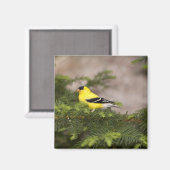 Aimant Américain Goldfinch mâle dans un arbre (Recto/Verso)