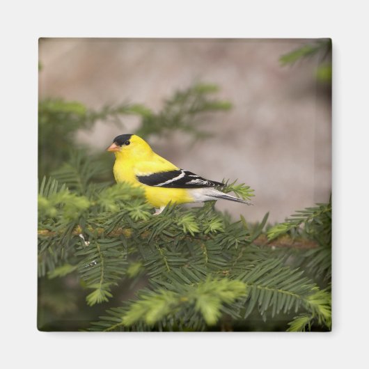 Aimant Américain Goldfinch mâle dans un arbre (Devant)