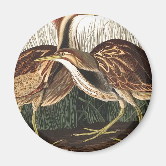 Aimant American Bittern par John James Audubon (Devant)