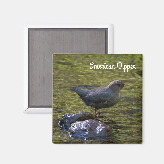 Aimant American Dipper (Recto/Verso)