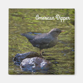 Aimant American Dipper (Devant)