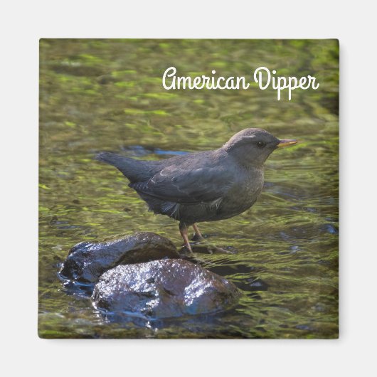 Aimant American Dipper (Devant)