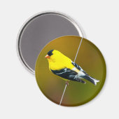 Aimant American Goldfinch - Photo originale (Recto/Verso)