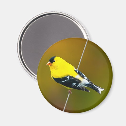 Aimant American Goldfinch - Photo originale (Recto/Verso)