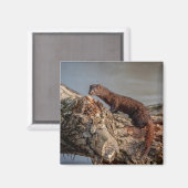 Aimant American Mink (Recto/Verso)