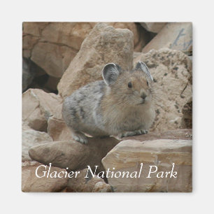 Aimant American Pika, Parc national des Glaciers