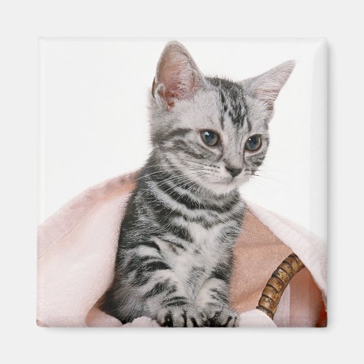 Aimant American Shorthair 2 (Devant)