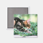Aimant American Shorthair 7 (Recto/Verso)