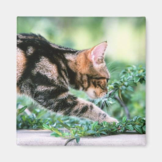 Aimant American Shorthair 7 (Devant)